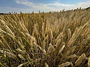 Field of wheat ready to be harvested