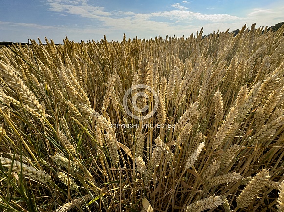 Field of wheat ready to be harvested Field of wheat ready to be harvested