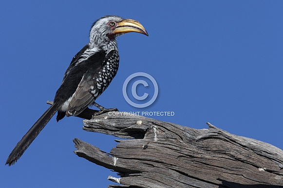 Yellow billed Hornbill (Tockus flavirostris)