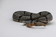 Banded Rock Rattlesnake
