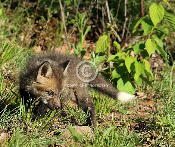 Fox Cub