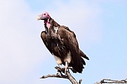 Vulture Lappet Faced