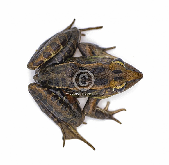 Southern leopard frog - Lithobates sphenocephalus or Rana sphenocephala - isolated on white background top dorsal view Southern leopard frog - Lithobates sphenocephalus or Rana sphenocephala - isolated on white background top dorsal view