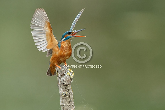 Kingfisher