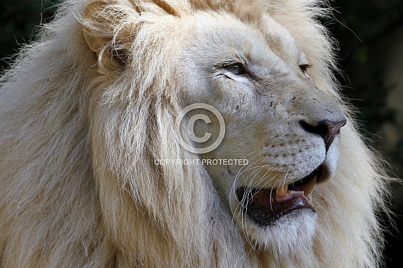 White Lion White Lion