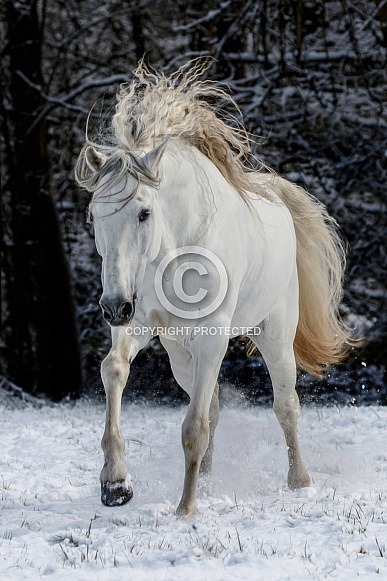 Andalusian Horse Andalusian Horse