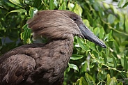 hamerkop (Scopus umbretta)