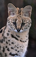 Serval