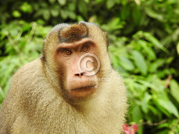 Baboon North Sumatra