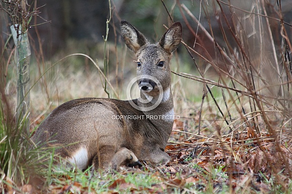 Roe deer doe Roe deer doe