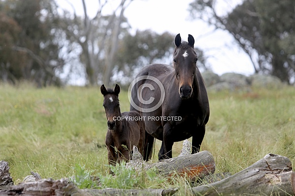 Heritage Australian Stock Horse mare and foal