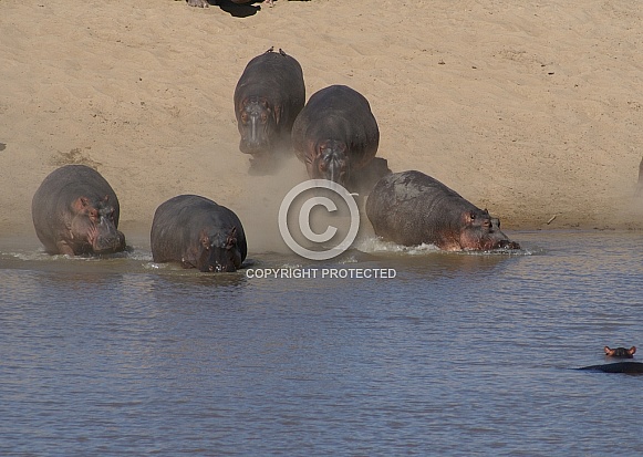 Hippos