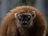 blue-eyed lemur