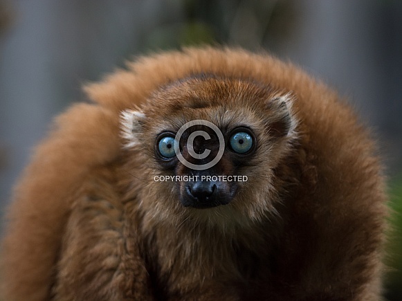 blue-eyed lemur blue-eyed lemur
