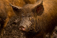 Tamworth Pig