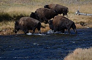 Bison herd crossing the Nez Perce Creek