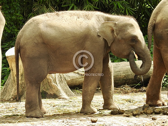 Asian elephant