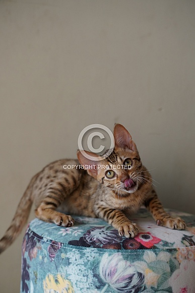 Savannah Cat Savannah Cat