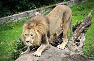 Stretching Lion