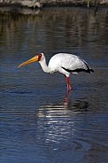 Yellow-billed Stork - Okavango Delta