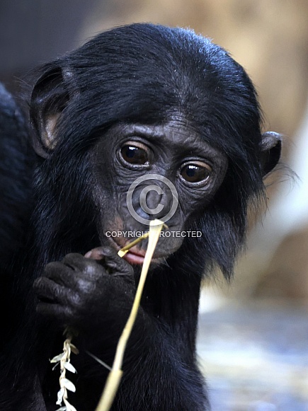 bonobo (Pan paniscus)