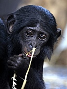 bonobo (Pan paniscus)