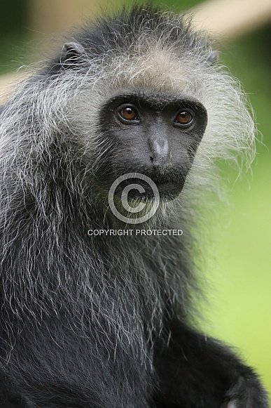 King Colobus (Colobus Polykomos)