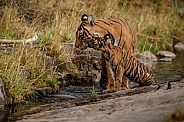 Beautiful tiger in the nature habitat. Tiger pose in amazing light. Wildlife scene with wild animal. Indian wildlife. Indian tiger. Panthera tigris tigris.