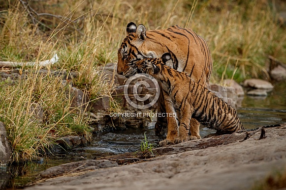 Beautiful tiger in the nature habitat. Tiger pose in amazing light. Wildlife scene with wild animal. Indian wildlife. Indian tiger. Panthera tigris tigris.