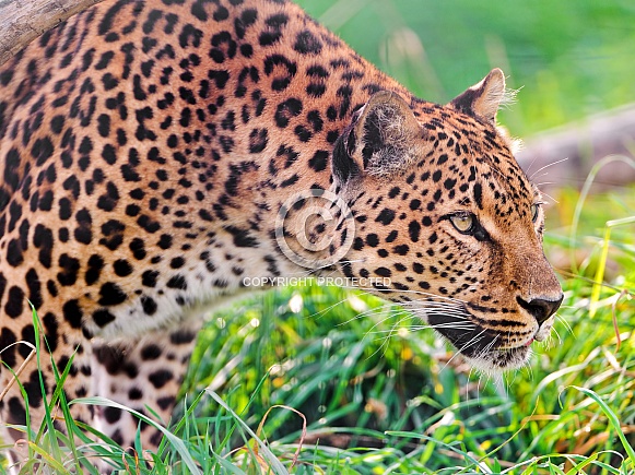 Leopard