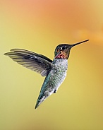 Anna's Hummingbird - Male