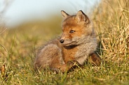 Red fox cubs in there natural habitat