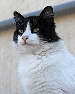 Tuxedo Cat Portrait