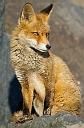 Red fox in Nature