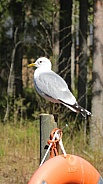Europian Herring Gull