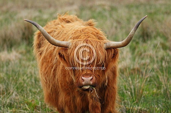 Highland Cattle