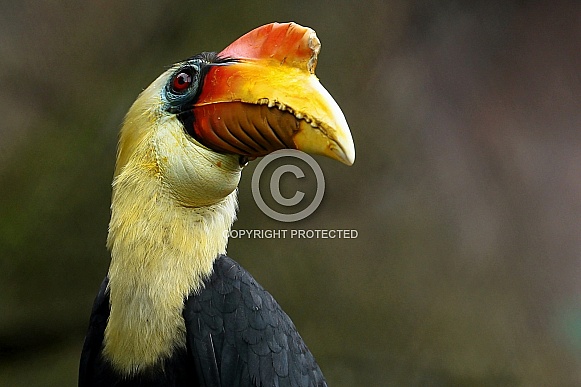 Wrinkled Hornbill Wrinkled Hornbill