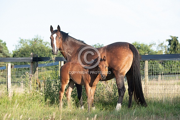Bay Mare and filly Foal