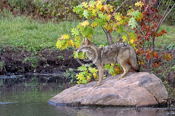 Coyote Coyote