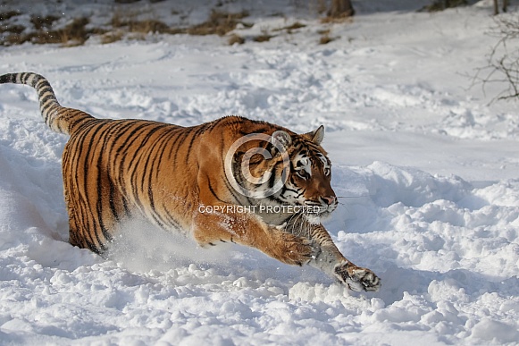 Siberian Tiger in deep snow