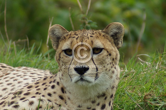 Cheetah Cheetah