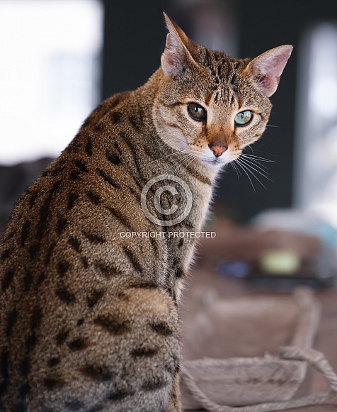 Savannah cat Noa