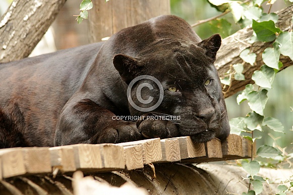 Black Panter Black Panter