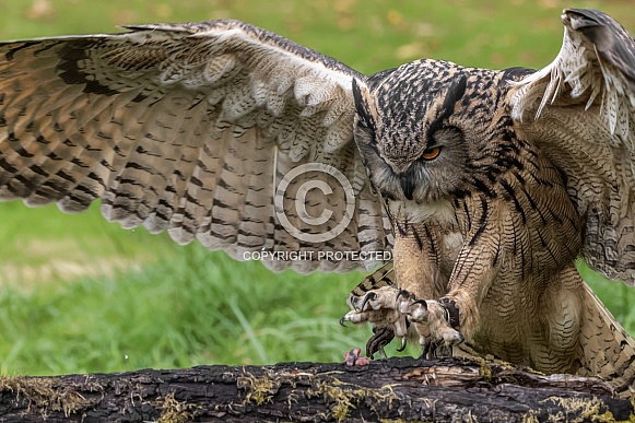 Eurasian Eagle Owl