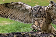 Eurasian Eagle Owl