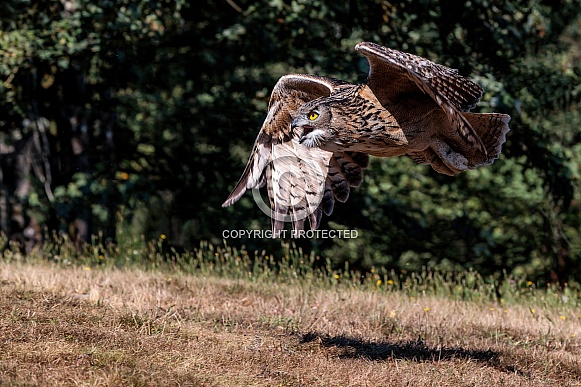 Eurasian Eagle Owl--Eurasian Eagle Owl Flying Low