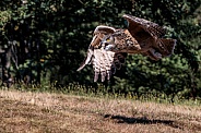 Eurasian Eagle Owl--Eurasian Eagle Owl Flying Low