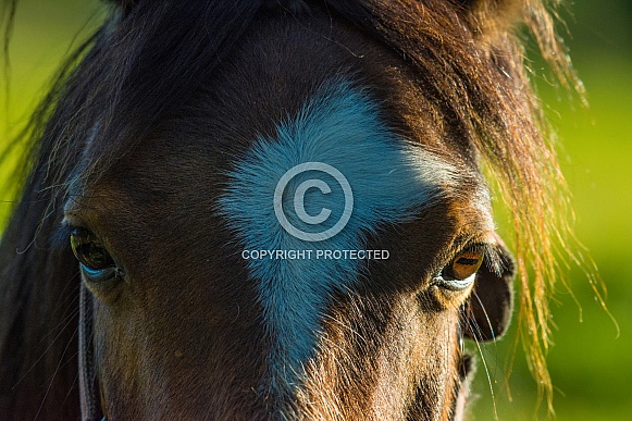 Young Horse