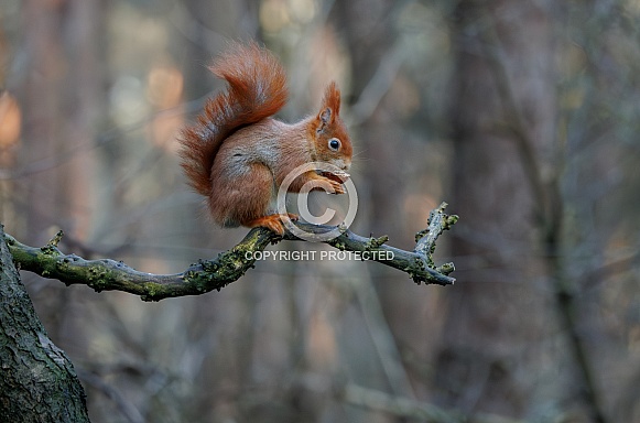 squirrel in the forest