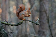 squirrel in the forest